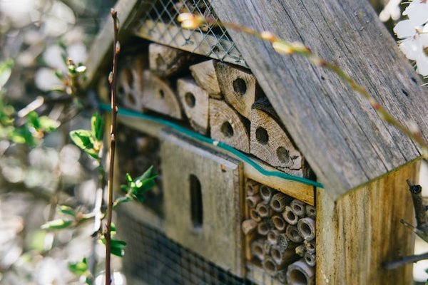 Quelle est la meilleure façon de construire un hôtel à insectes pour un jardin urbain ?